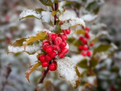 Holly